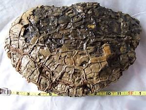 Very Large Septarian Nodule Fossil