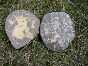 Septarian Nodule Rough