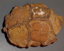 Rough Septarian Nodules