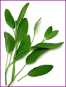 Spanish Sage