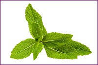 Spearmint Plant