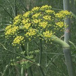 Sweet Fennel Aromatherapy Oils