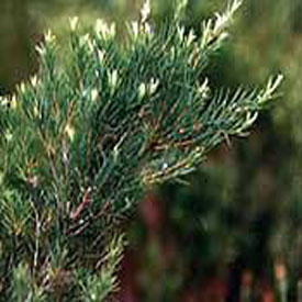 Tea Tree Plant