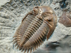 Trilobites Collection Pieces