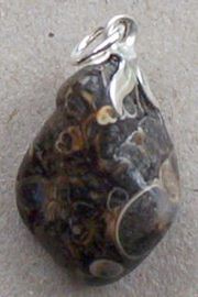 Turitella Fossil Agate Pendants