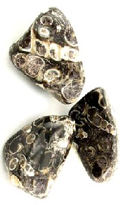 Turritella Fossil Polished Tumbled