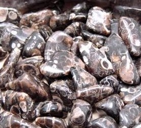 Turritella Agate Fossils Tumbled