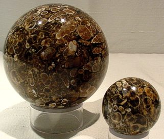 Turritella Fossil Spheres