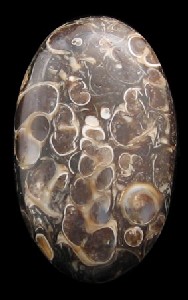 Turitella Fossil Cabochons