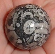 Turritella Fossil Agate Spheres