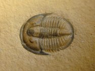 Utah Trilobites