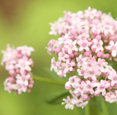 Valerian Aromatherapy Oils