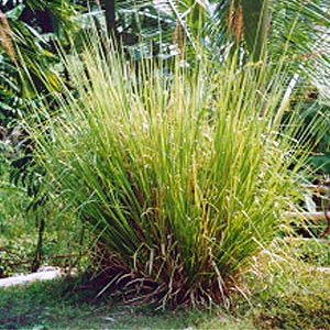 Vetiver Plants