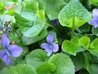 Violet Leaf Plant