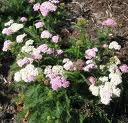 Yarrow Plants