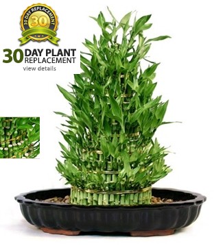 Large Tiered Bamboo