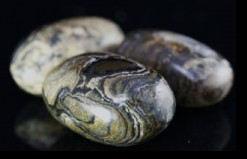 Stromatolite Tumbled Stones