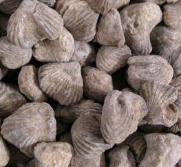 brachiopods