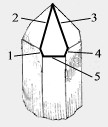 Isis 5 Faced Sided Crystals