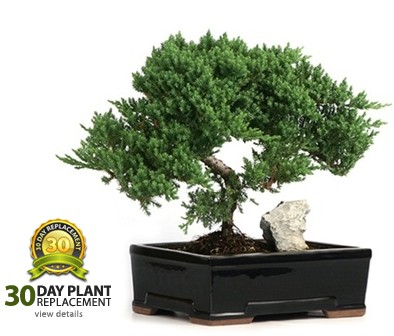 Large Rock Juniper Bonsai