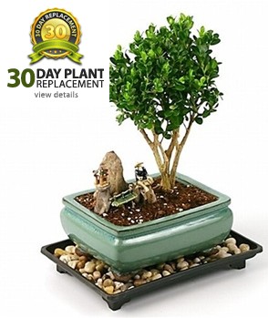 Boxwood Bonsai Tree