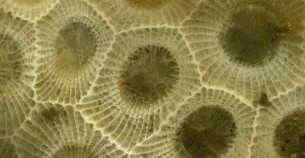 Petoskey Stone Healing Stones