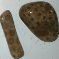 Petoskey Stone Magnets