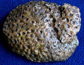 Michigan Petoskey Stone Rough