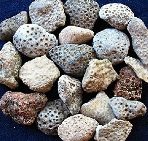 Michigan Petoskey Stone Rough 