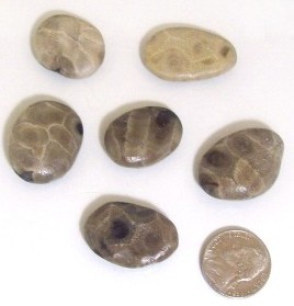 Petoskey Stone Tumbled 