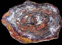 Petrified Wood Slabs