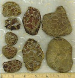 Septarium Turtle Stones 