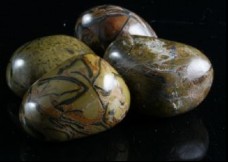 Shell Fossil Tumbled Stones