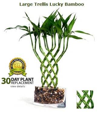 Large Trellis Lucky Bamboo