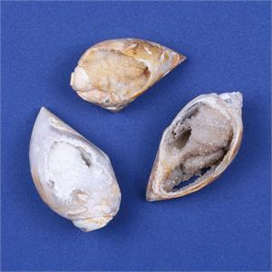 Spiralite Gemshells
