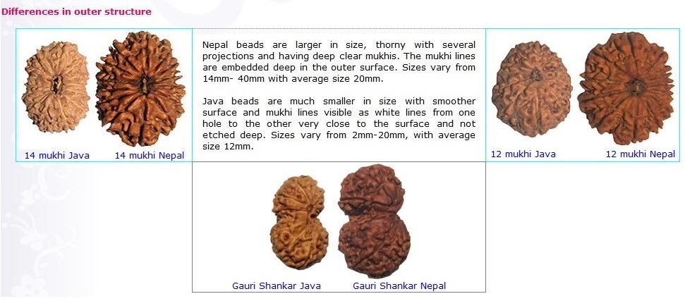 Rudraksha Seeds