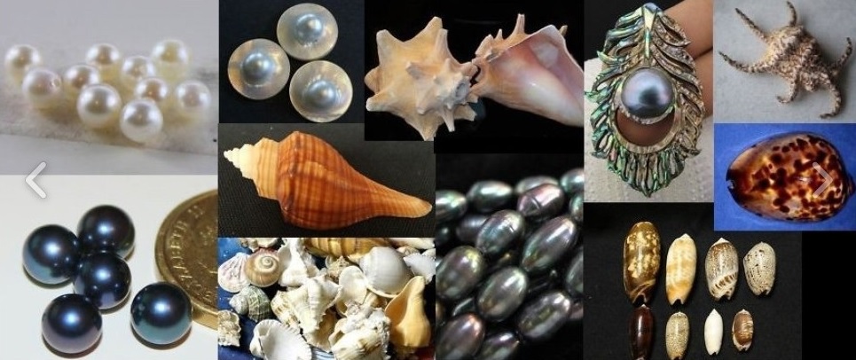 Healing Shells And Pearls